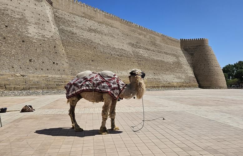 Самарканд в огнях Рождества: Где восток встречает Новый год